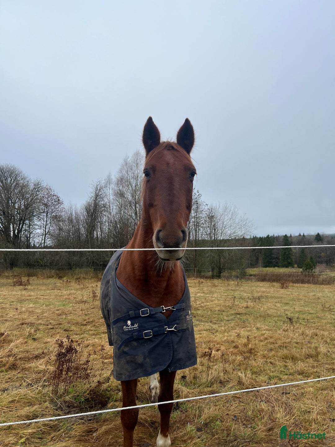 Allround hästar sökes: Söker medryttare till världens snällaste ponny i Dalstorp - Annons 2