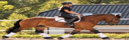 Allround hästar till salu: Dream Beauty - perfect Mother and Daughter horse - Annons 12