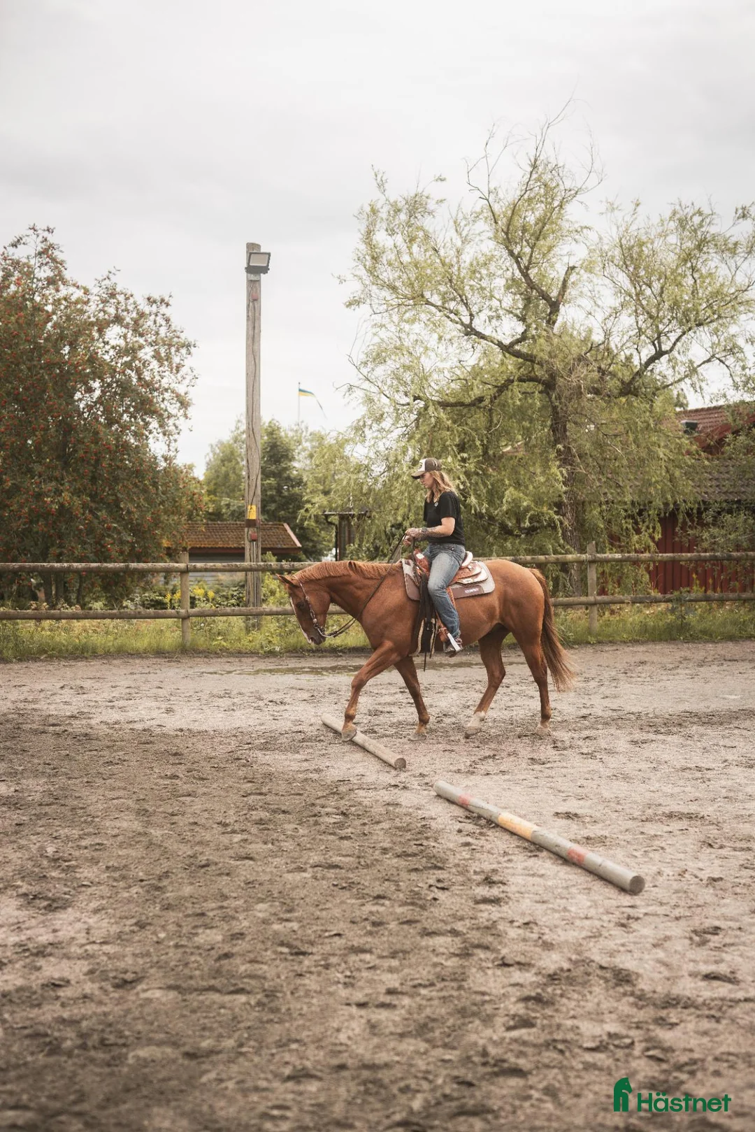 Western hästar till salu: Quartervalack med hjärta av guld - Annons 4