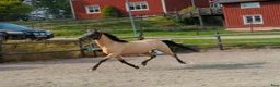 Allround hästar till salu: Snygg 3-årig Welsh Partbred! - Annons 3