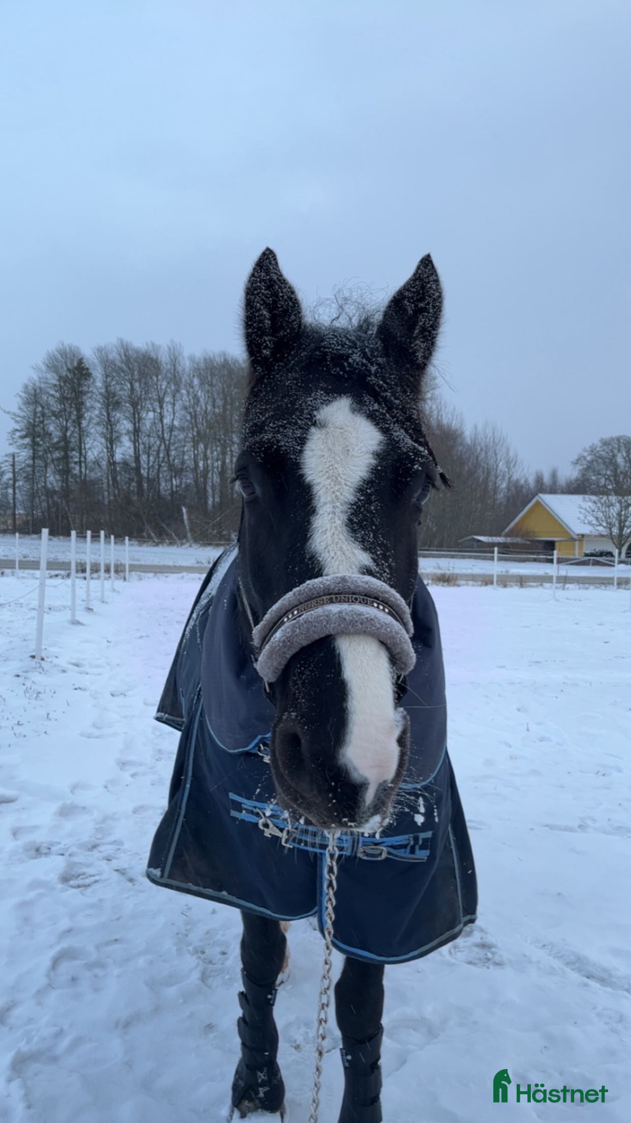  hästar Vacker sto - Annons 4