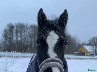 hästar Vacker sto - Annons 4