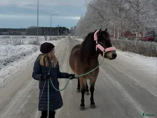 hästar Allroundponny - Annons 7