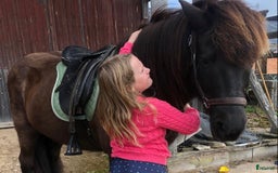 Allround hästar till salu: Islands valack  i Äppelbo - Annons 4