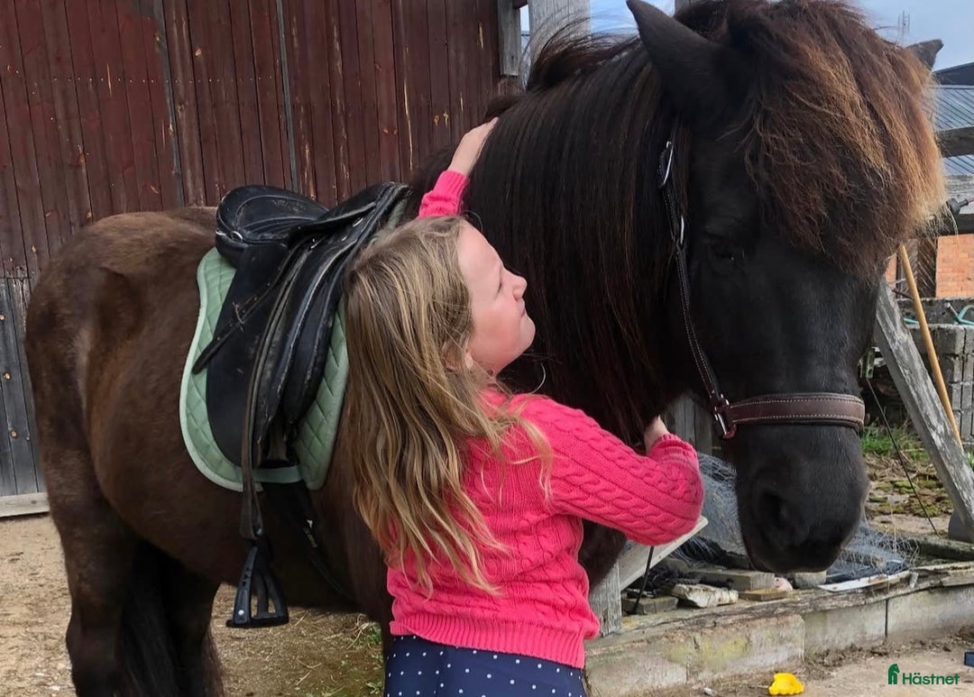 Allround hästar till salu: Islands valack  i Äppelbo - Annons 4