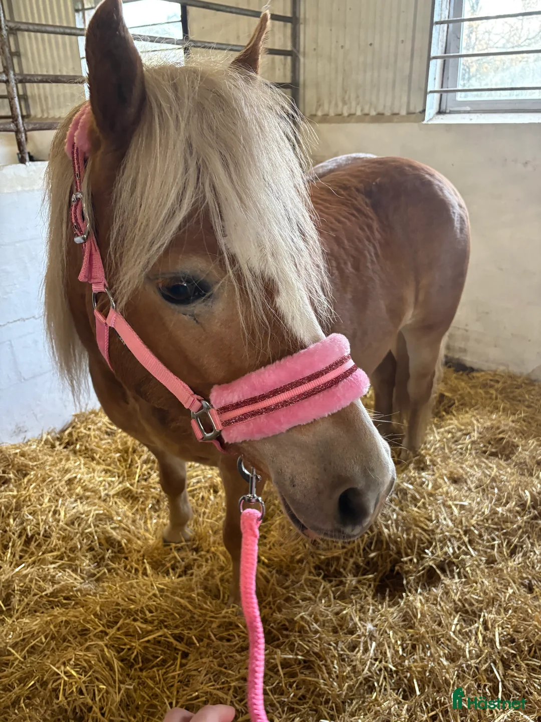 Allround hästar till salu: Sød hoppe man selv kan forme og uddanne  - Annons 4