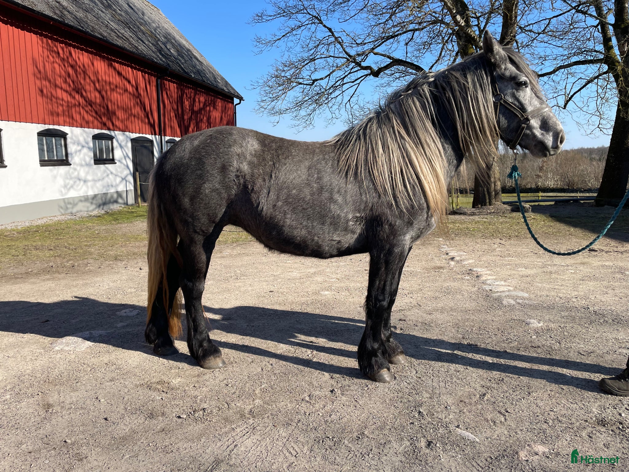  hästar 4-årig blåskimmel - Annons 11