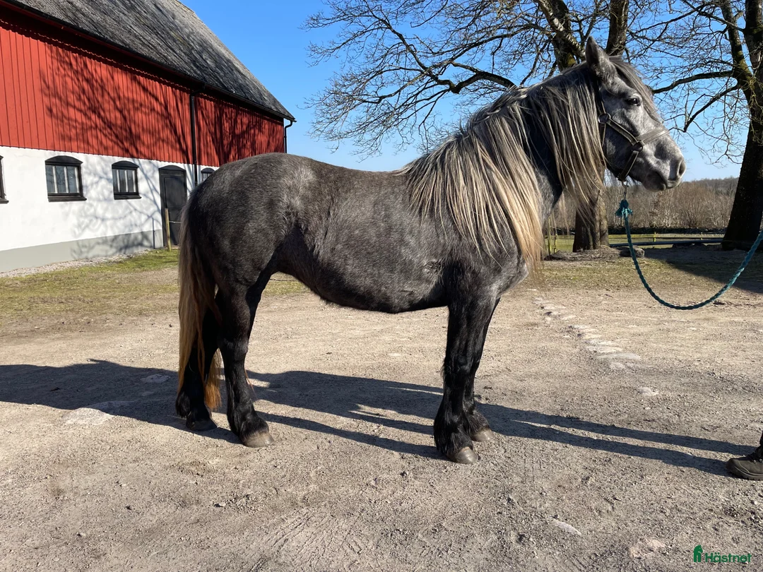 Allround hästar till salu: 4-årig blåskimmel - Annons 1