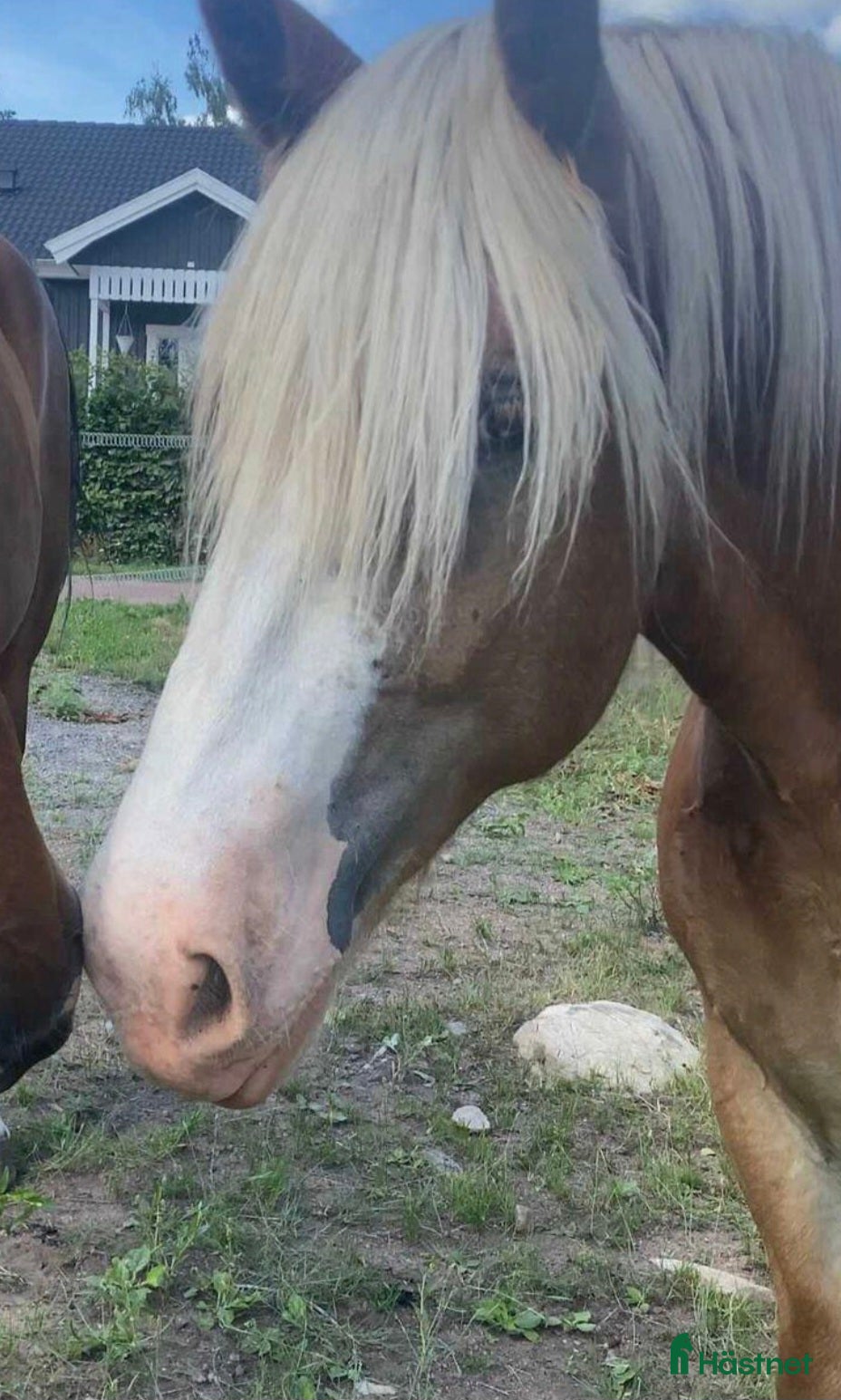  foderhäst Nordsvensk valack utlånas i Oskarshamn - Annons 1