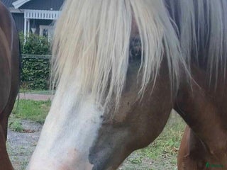 foderhäst Nordsvensk valack utlånas i Oskarshamn - Annons 1