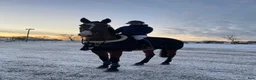 Hoppning hästar till salu: Perfekt första häst/läromästare 🌟 - Annons 3