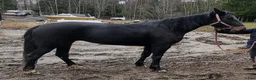 Allround hästar till salu: Minja söker sin egen människa  - Annons 5