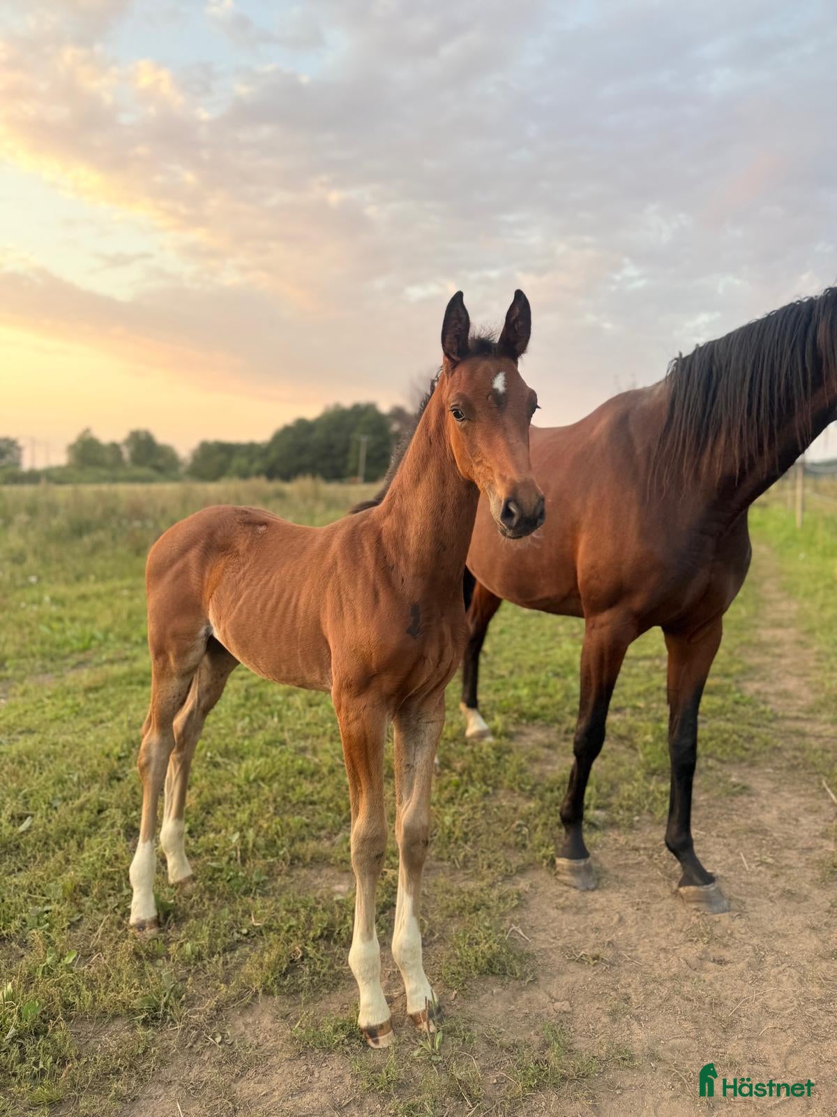  hästar e Hesselhöjs Donkey Boy ue Carlton Hill i Billesholm - Annons 19