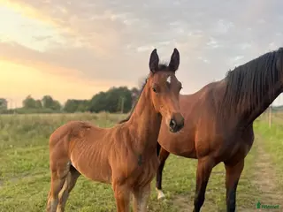 hästar e Hesselhöjs Donkey Boy ue Carlton Hill - Annons 7