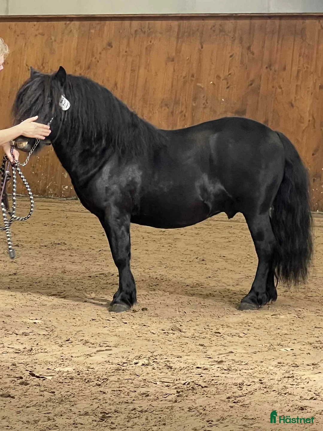 Övrigt hästar till salu: Underbar shettis  - Annons 10