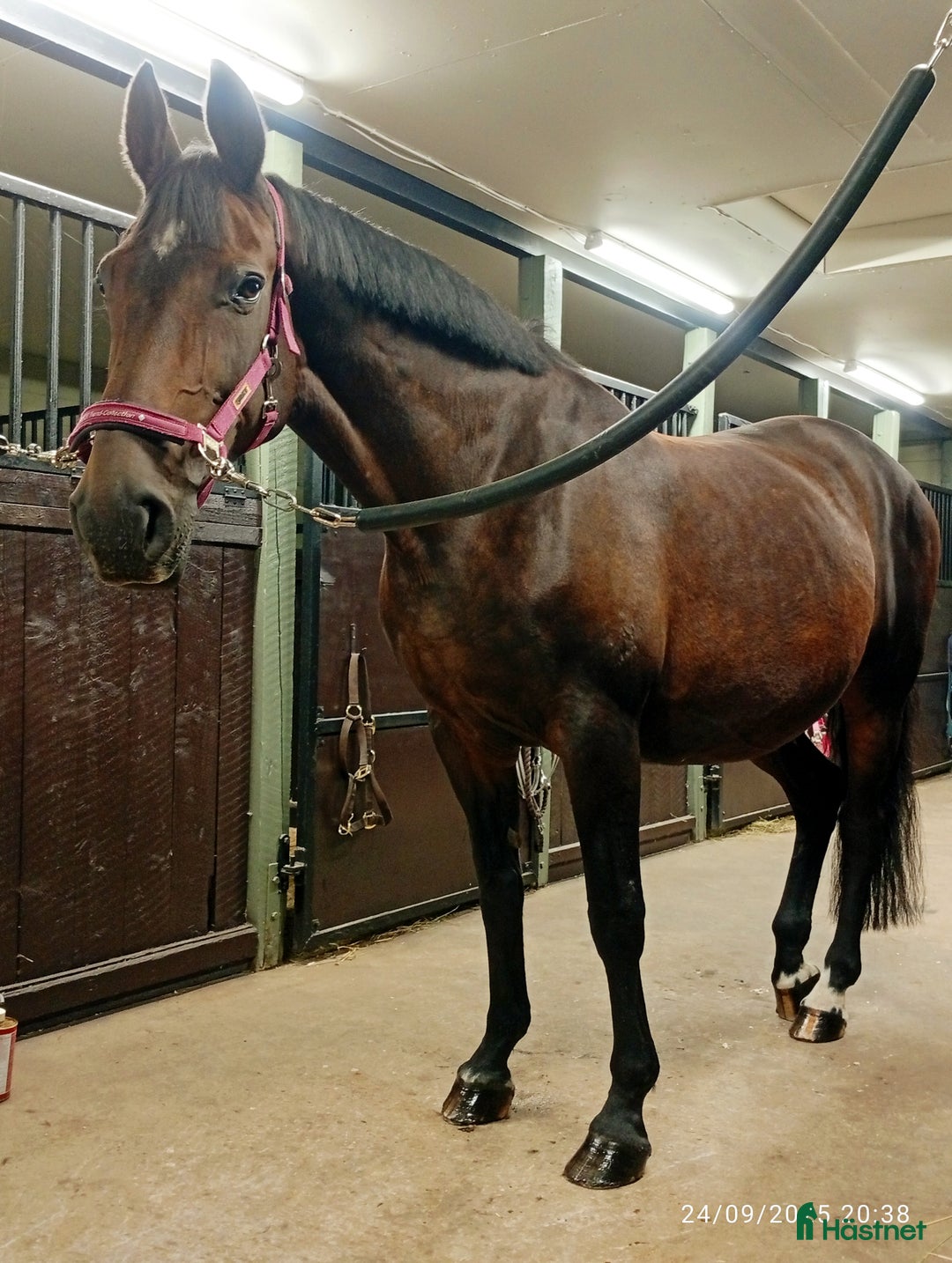 Avelshästar hästar till salu: AVEL ( sto stam 56 Flyinge)/SÄLLSKAP/PROMENAD  i Klippan - Annons 2