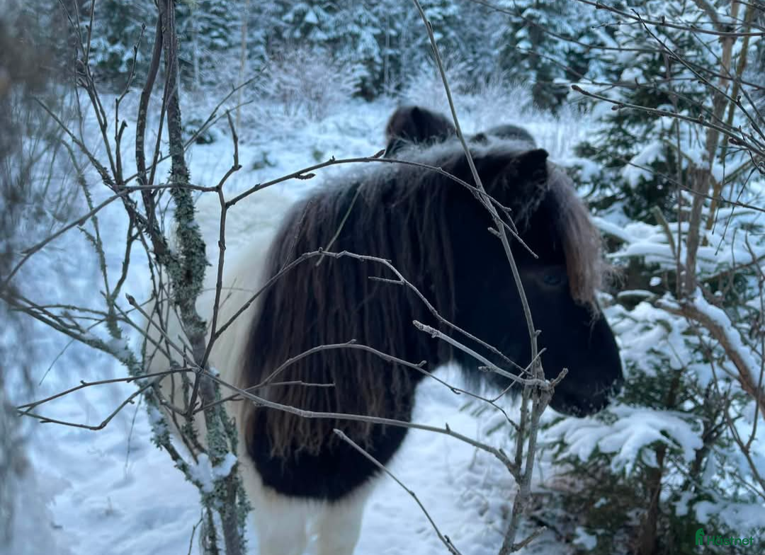 Allround hästar till salu: Blivande superallround tjej i Edsbyn - Annons 6