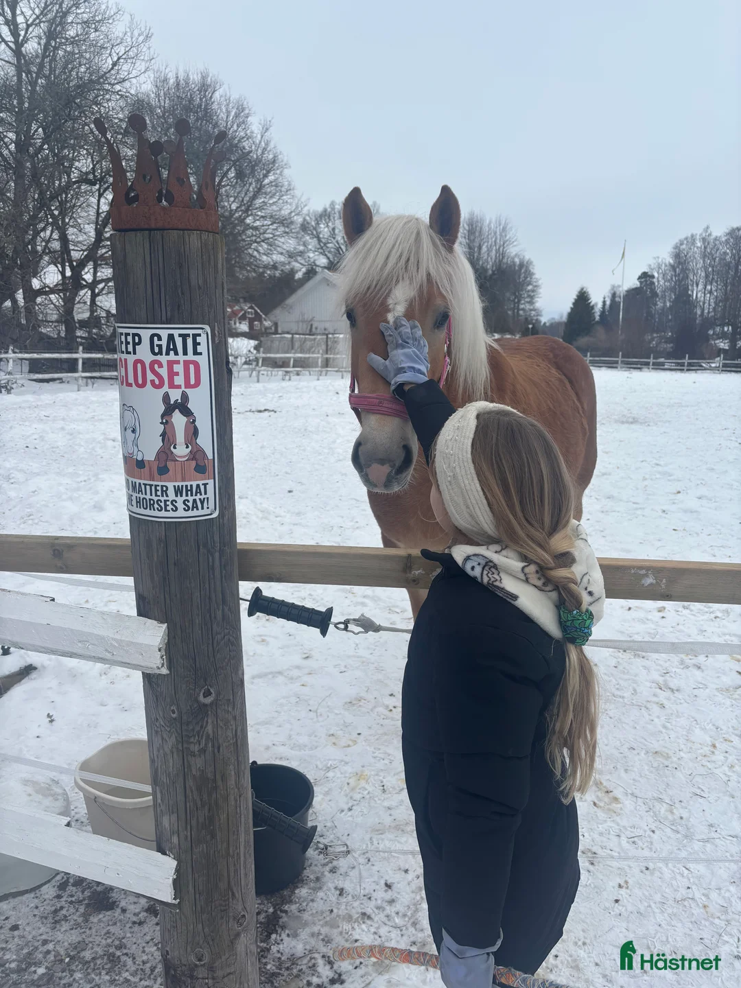 Allround hästar till salu: Fantastisk tjej att forma själv  i Bälinge - Annons 6