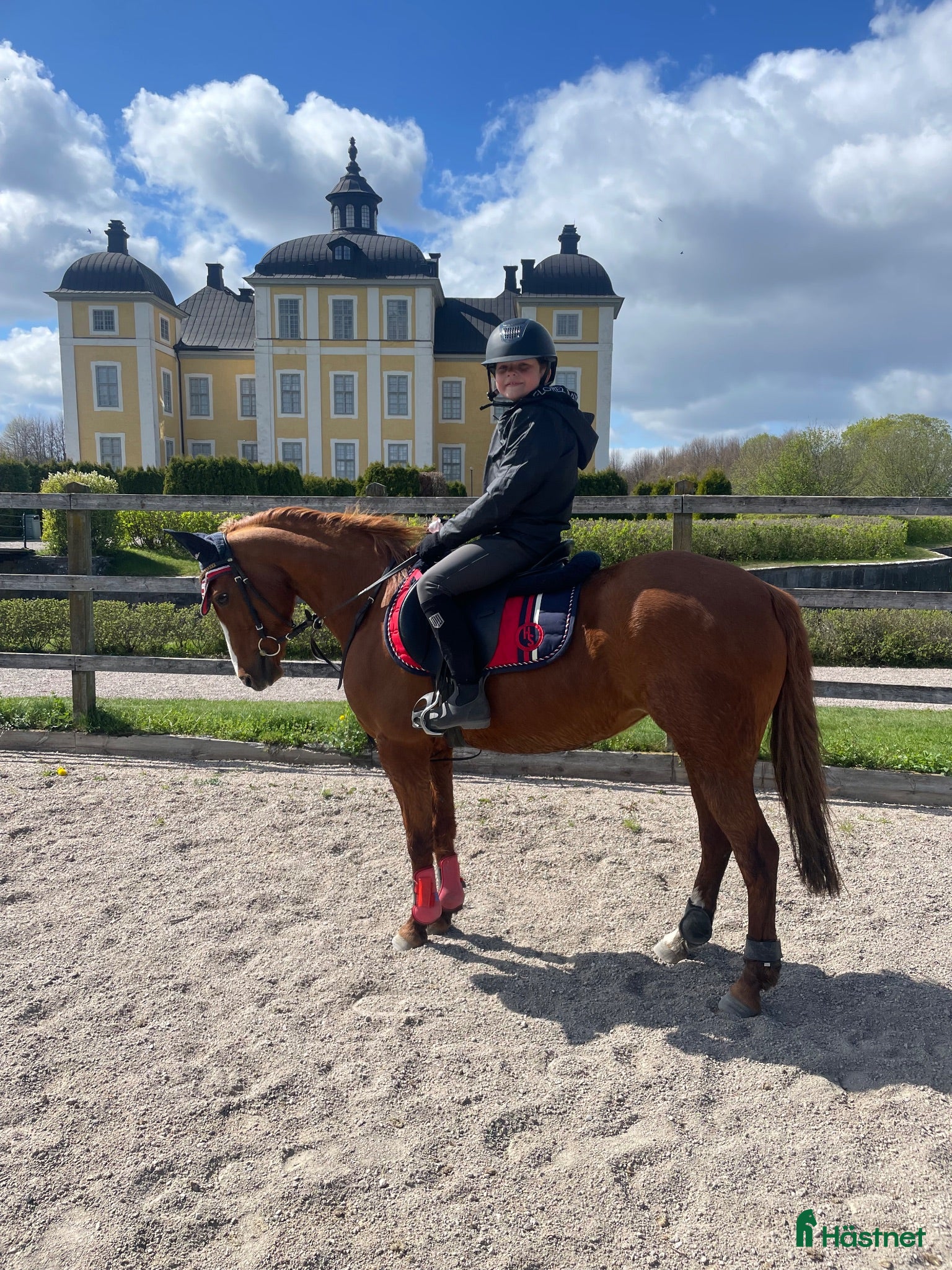  hästar Otrolig B-ponny  - Annons 4