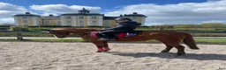 Allround hästar till salu: Otrolig B-ponny  - Annons 1