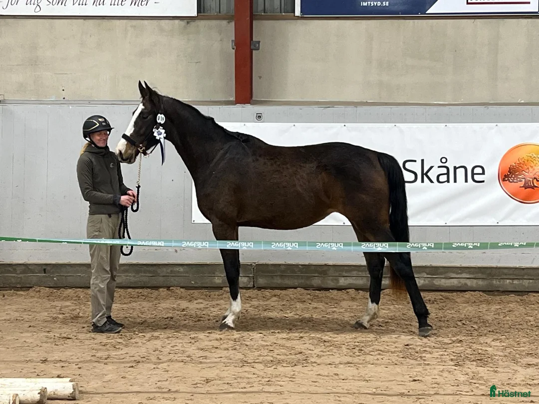 Hoppning hästar till salu: Spirited Away i Blentarp - Annons 1