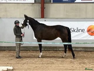 hästar Spirited Away i Blentarp - Annons 5