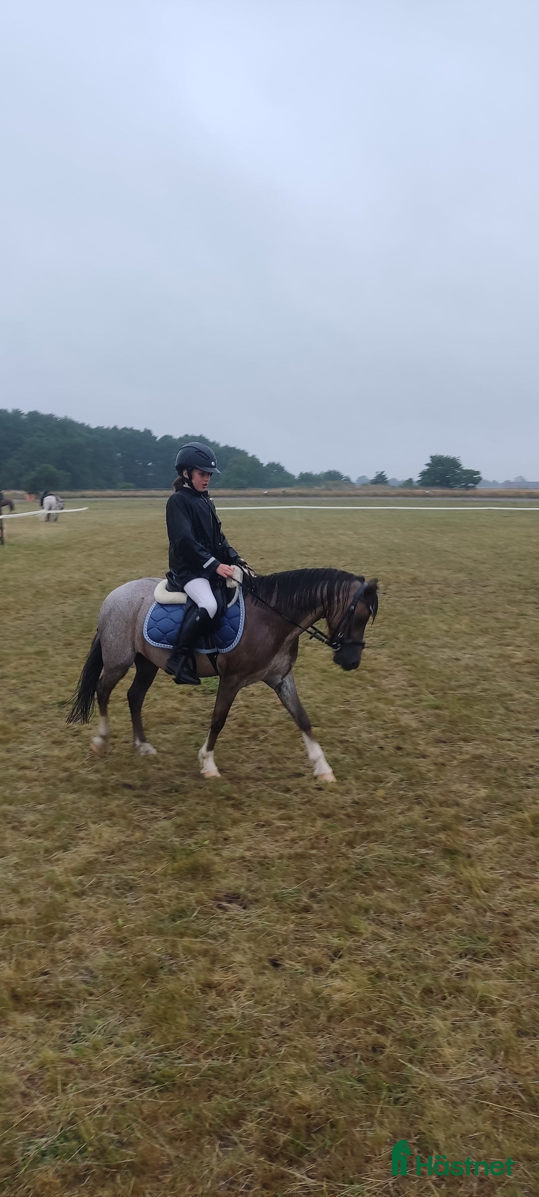 Allround hästar till salu: Tävlingsponny i startgropen i Gärsnäs - Annons 4