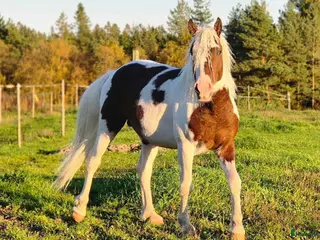 hästar Blickfångare, american curly - Annons 4