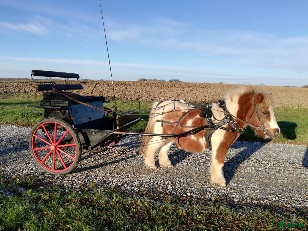 Körvagnar körning till salu: Vacker gigg till mindre ponny i Trelleborg - Annons 5