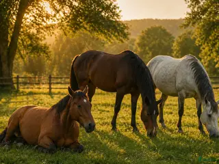 hästar 🐎Yngre häst till livslångt tryggt hem 🐎 - Annons 21