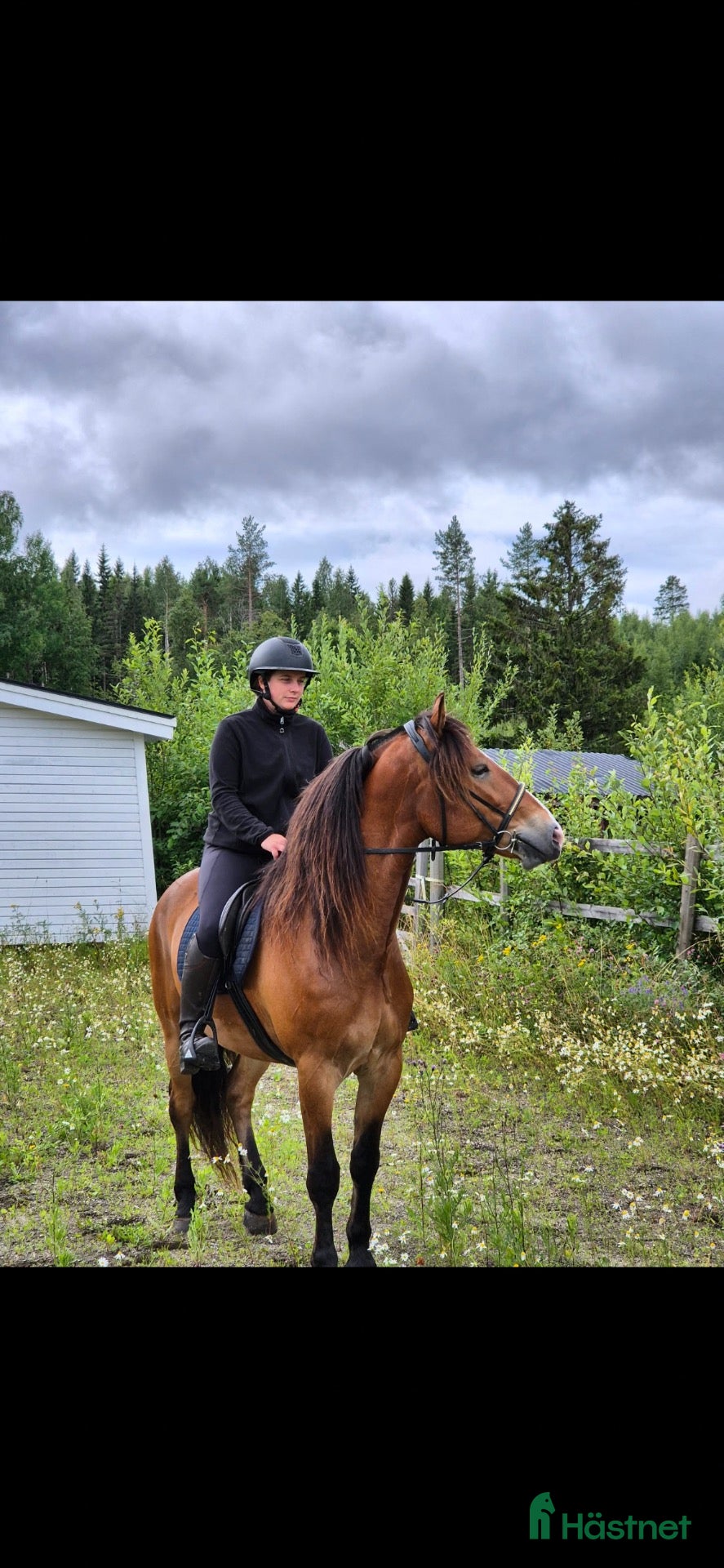  hästar Ögonsten söker nytt hem!  - Annons 2