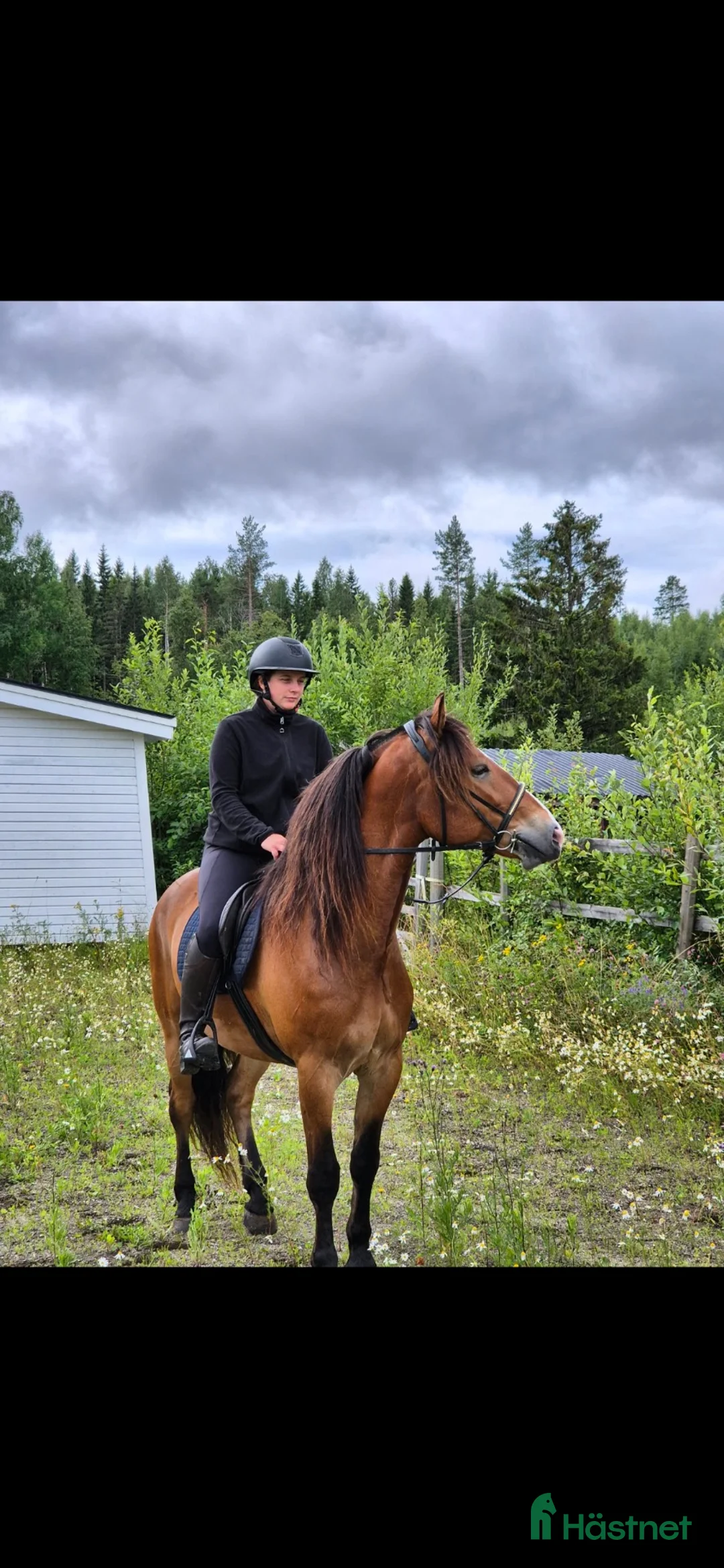 Allround hästar till salu: Ögonsten söker nytt hem!  - Annons 2
