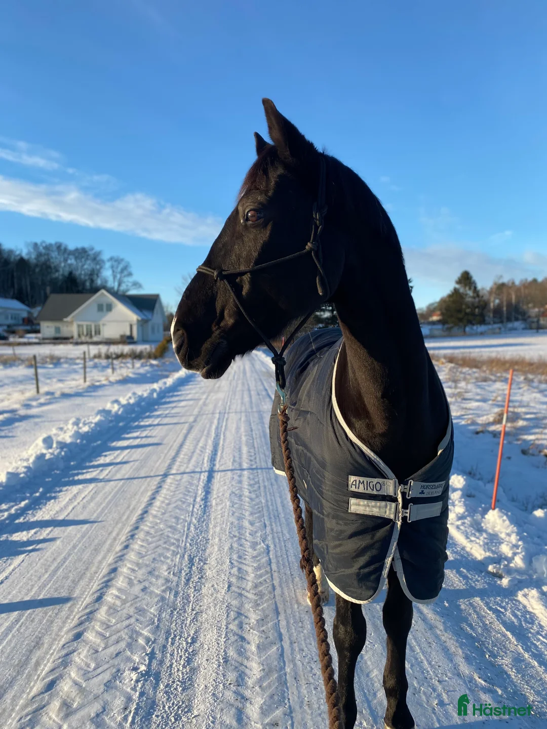 Allround hästar till salu: Monark söker ny Kompis - Annons 3