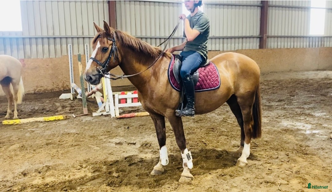 Allround hästar till salu: Selection of Irish ponies i Ljungby - Bild 25