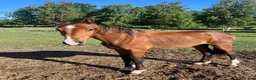 Hoppning hästar till salu: Tryon V 2025 e: Try Me-K - Comme il Faut i Nybro - Annons 3