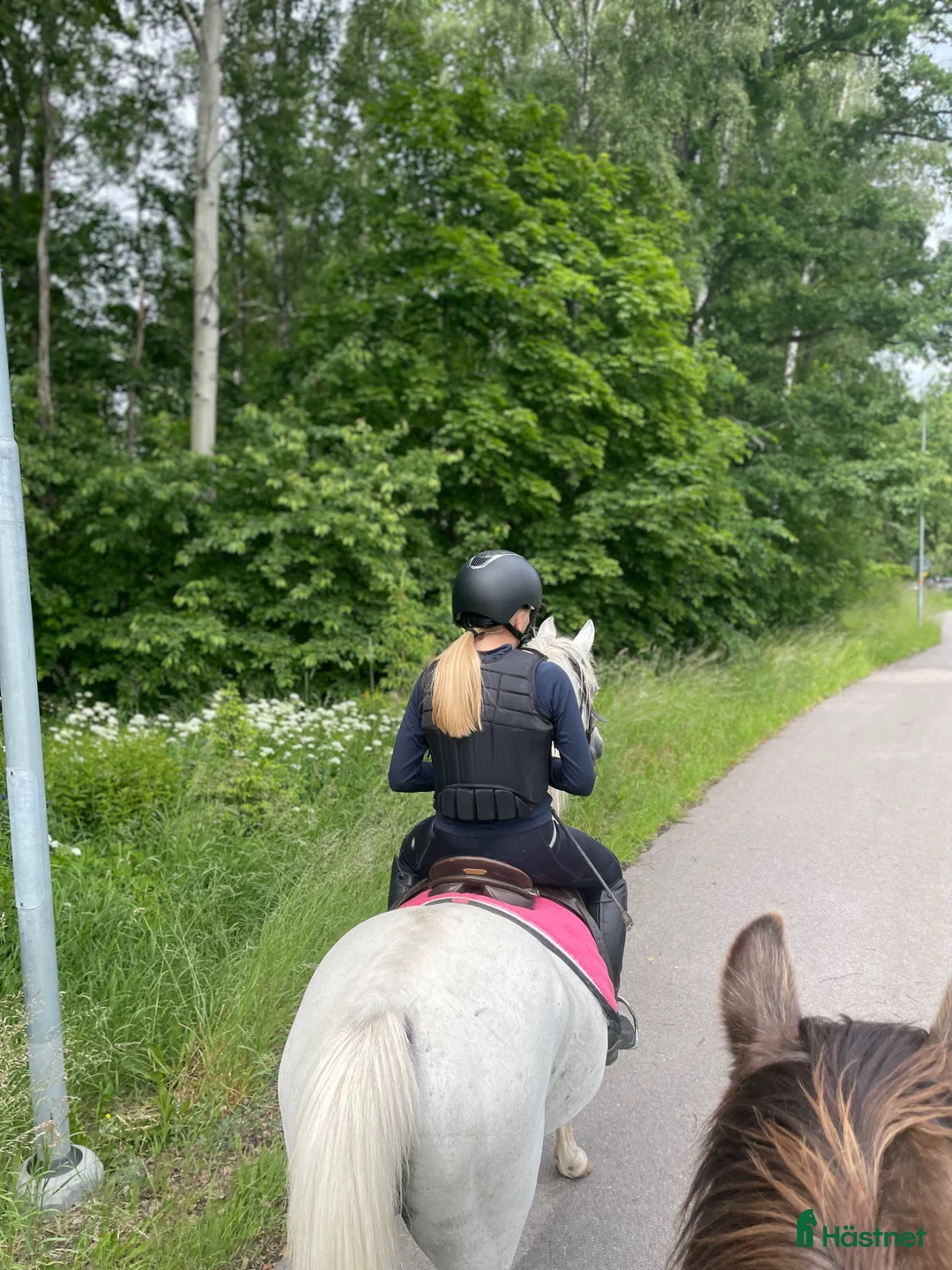Allround hästar sökes: Nu letar jag efter min bästa vän! i Borensberg - Annons 2