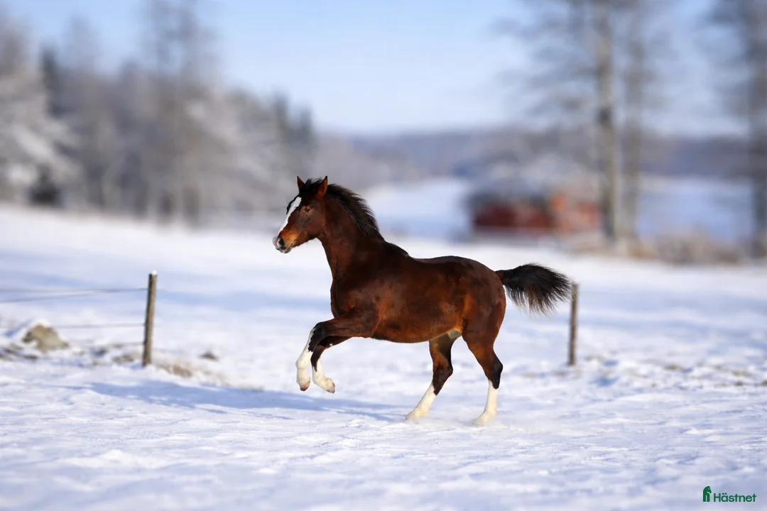 Allround hästar till salu: Snygg blivande dubbeltalang avlad för hållbarhet  i Kristinehamn - Annons 3
