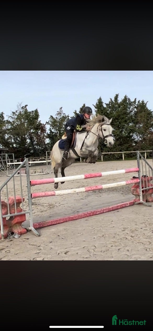  hästar Salu från Frankrike  - Annons 2