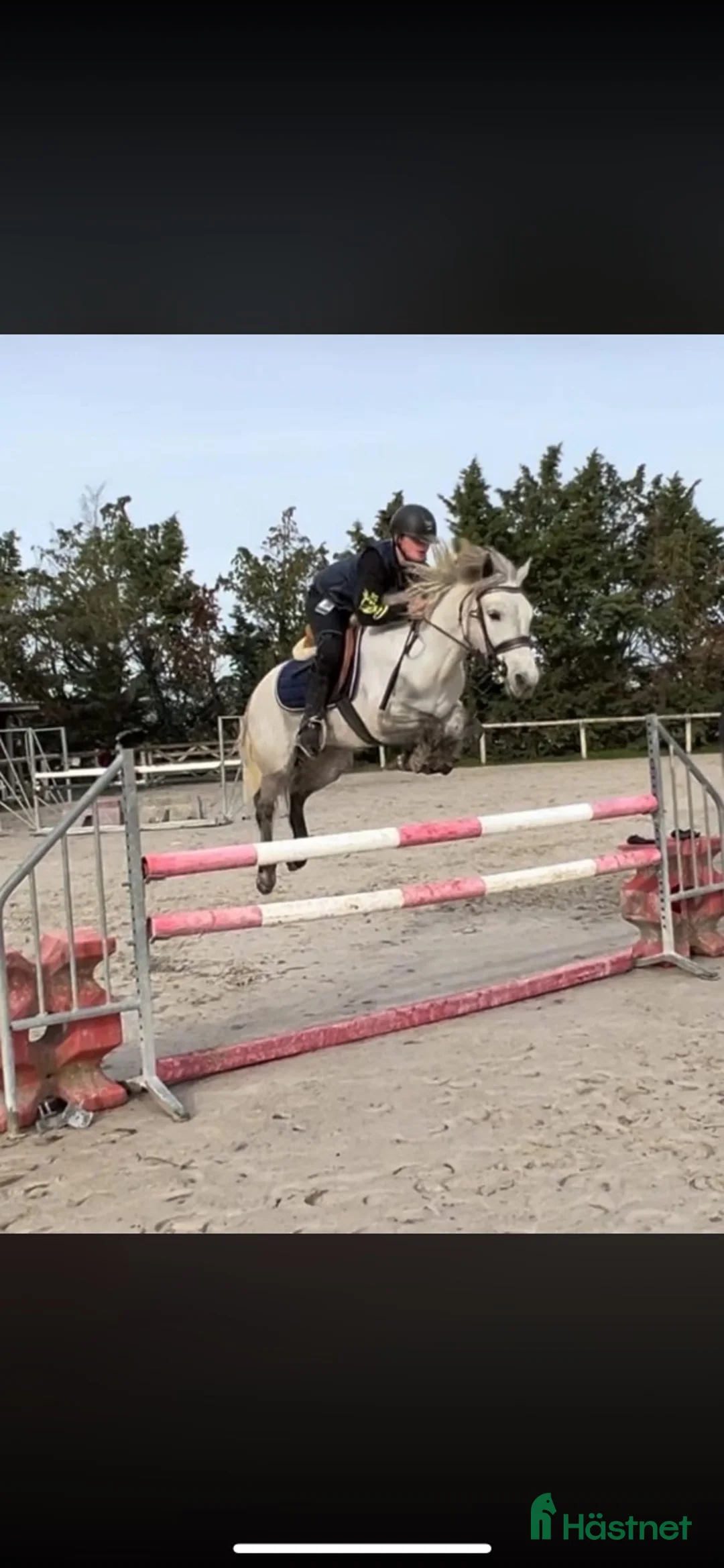 Hoppning hästar till salu: Salu från Frankrike  i Kolding - Annons 2