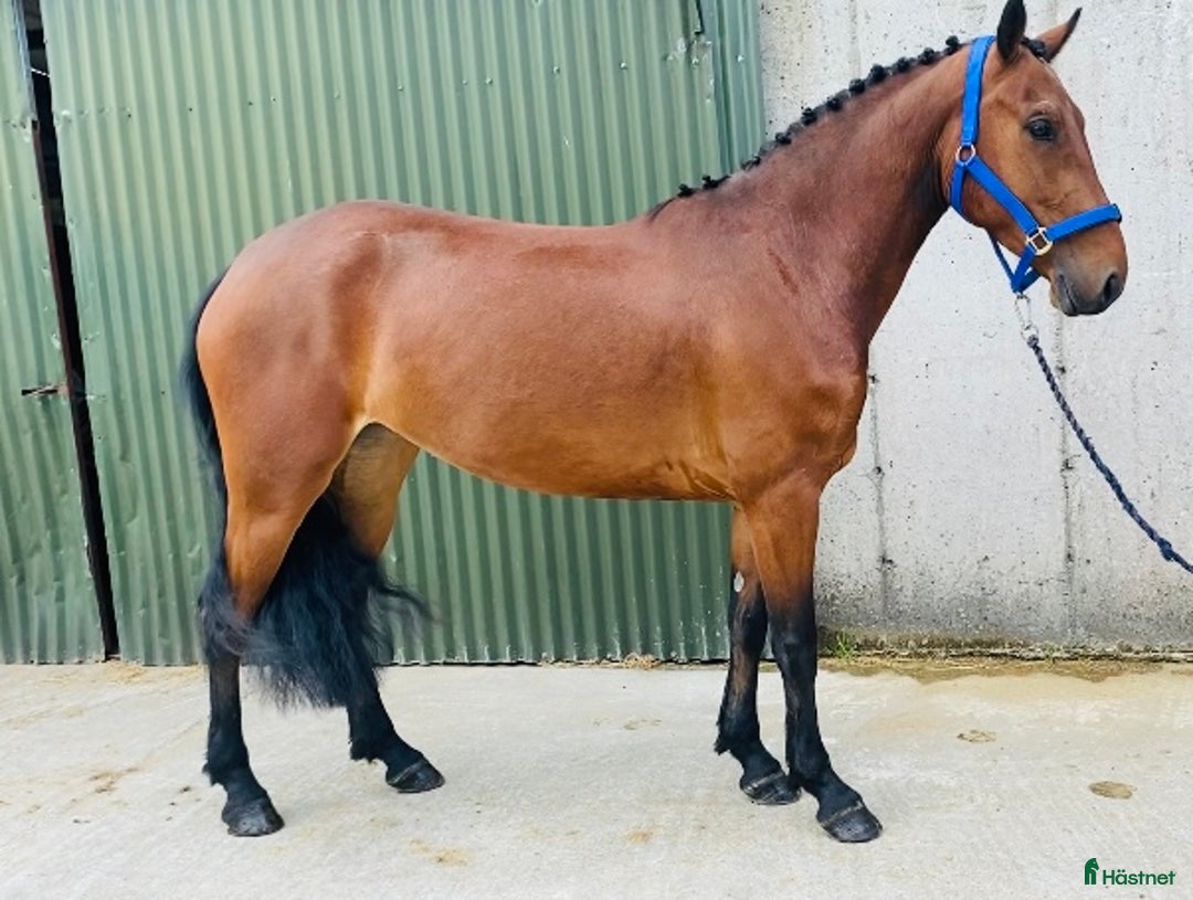 Allround hästar till salu: Selection of Irish ponies i Ljungby - Bild 30