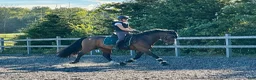 Allround hästar till salu: Eyecatcher Connemaraponny! - Annons 3