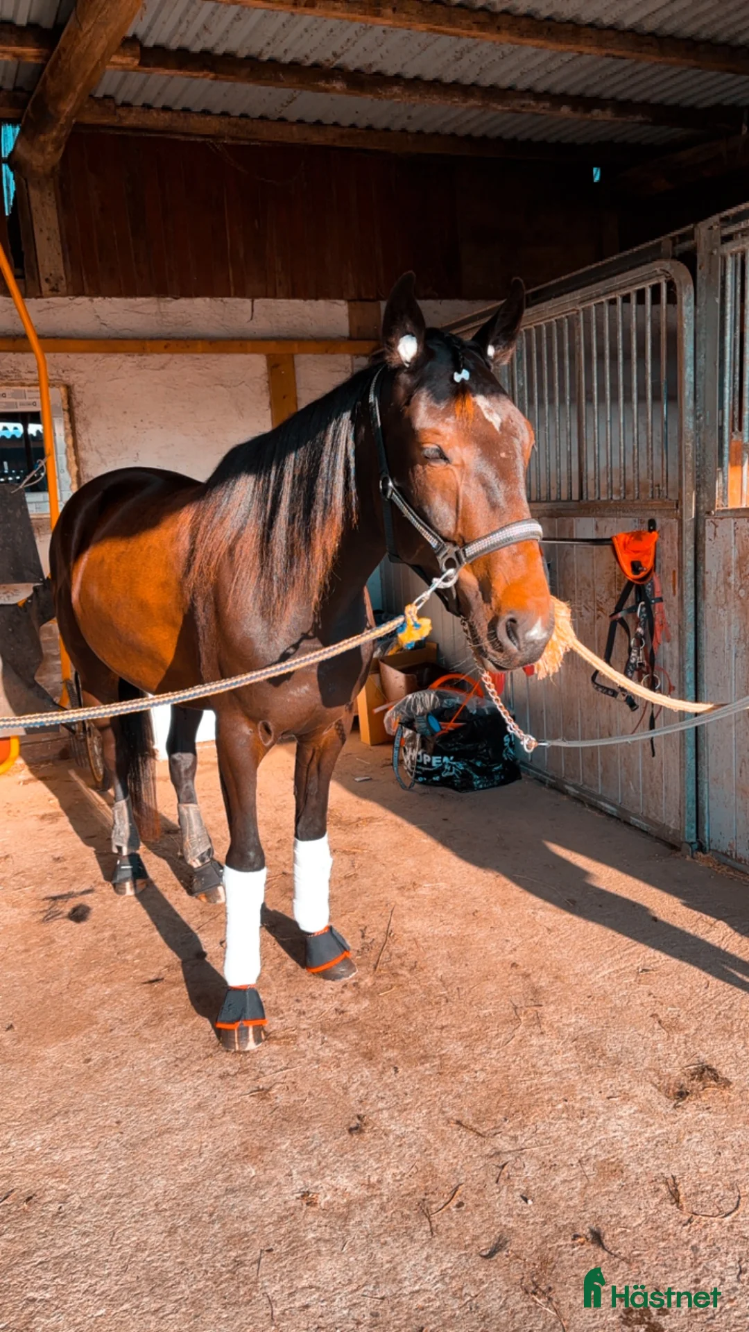 Allround hästar till salu: Toppen trevlig kille - Annons 4