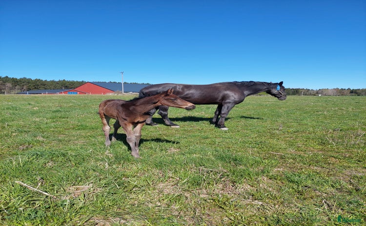  stallplats i Brottby - Annons 10