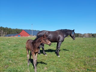 stallplats finnes: Lösdrift Vallentuna i Brottby - Annons 2