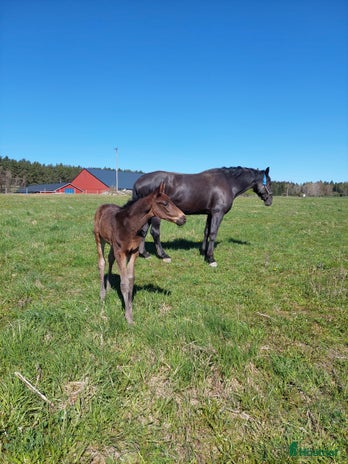 stallplats i Brottby - Annons 10