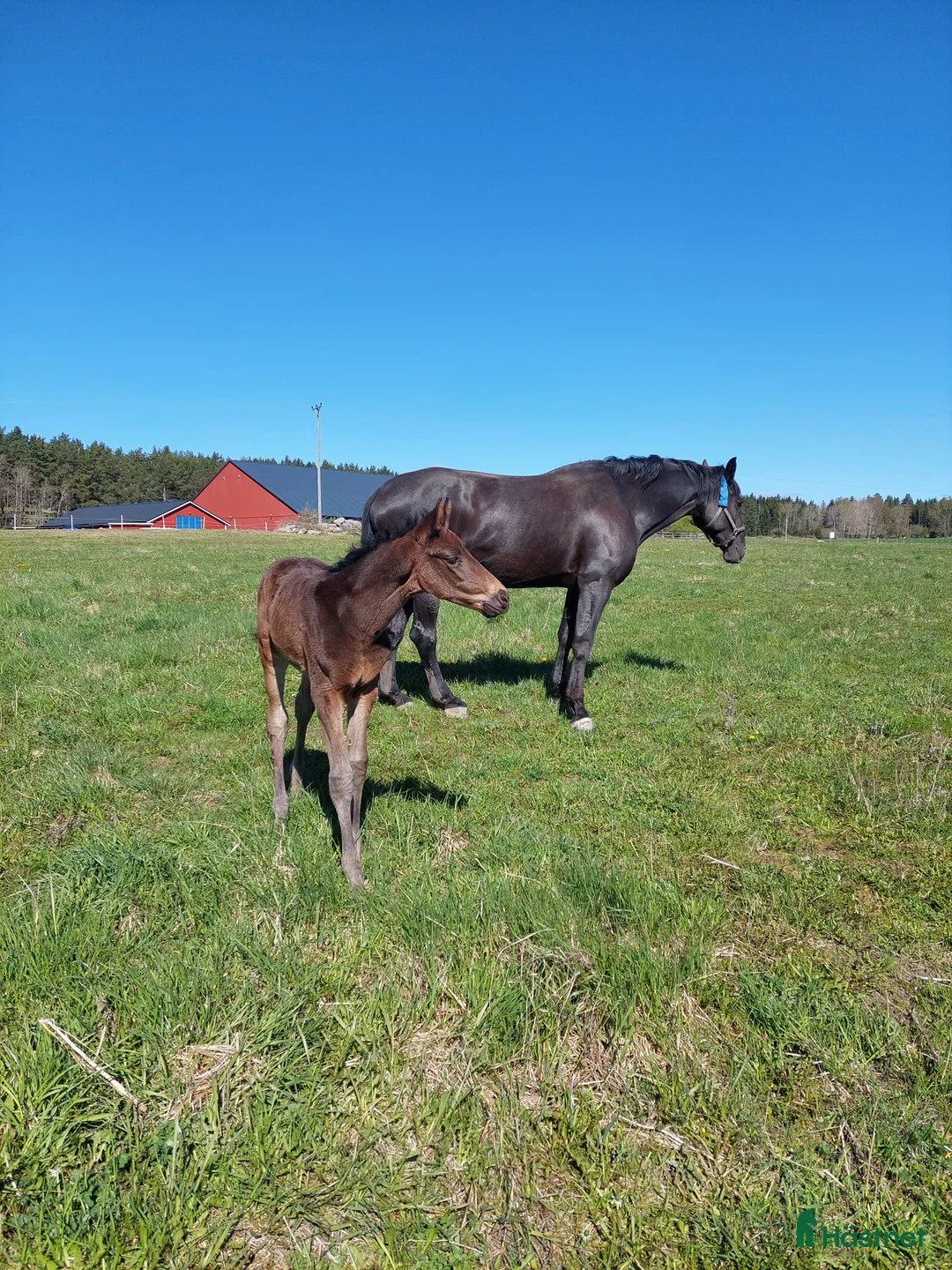  stallplats finnes: Lösdrift Vallentuna i Brottby - Annons 1