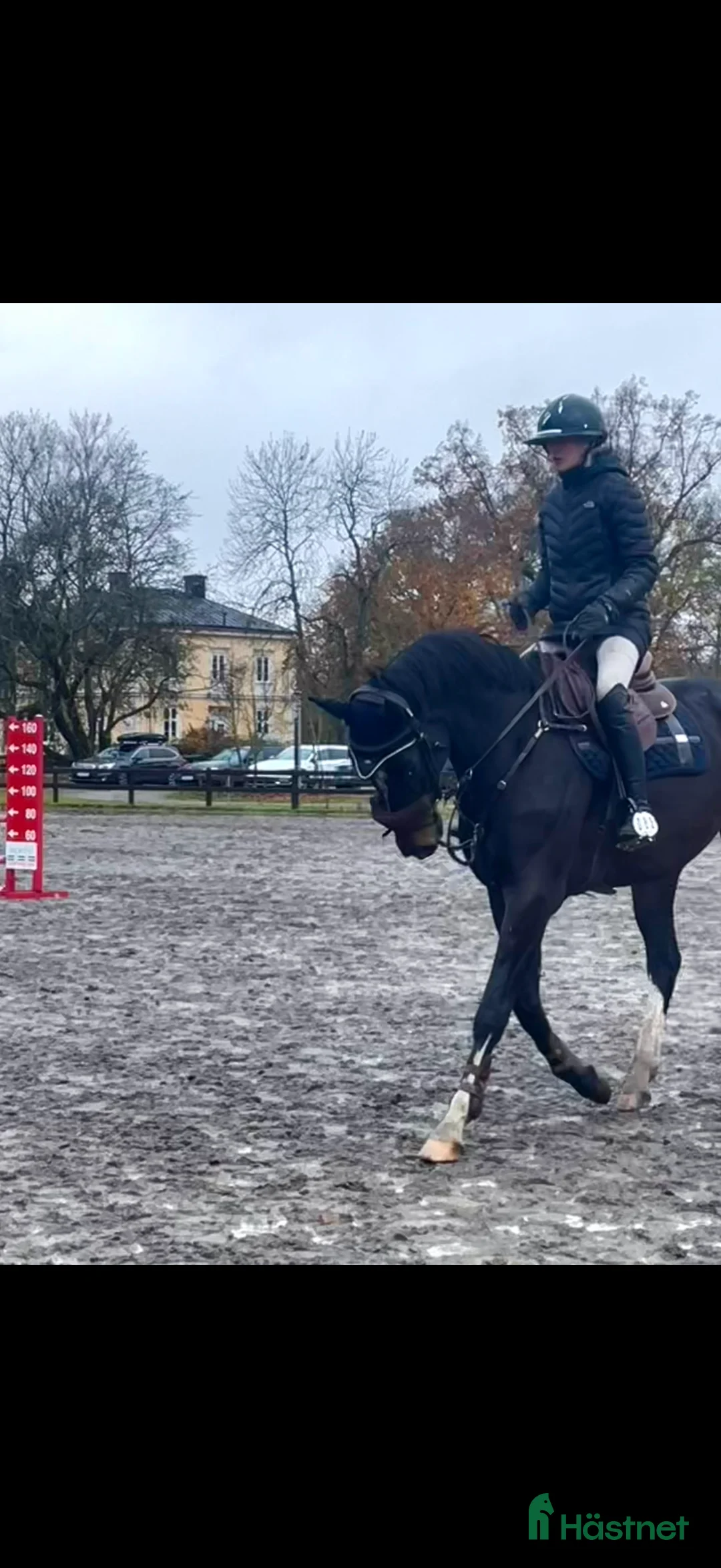Hoppning hästar till salu: Superfin 5 årig Valack i Sala - Annons 4