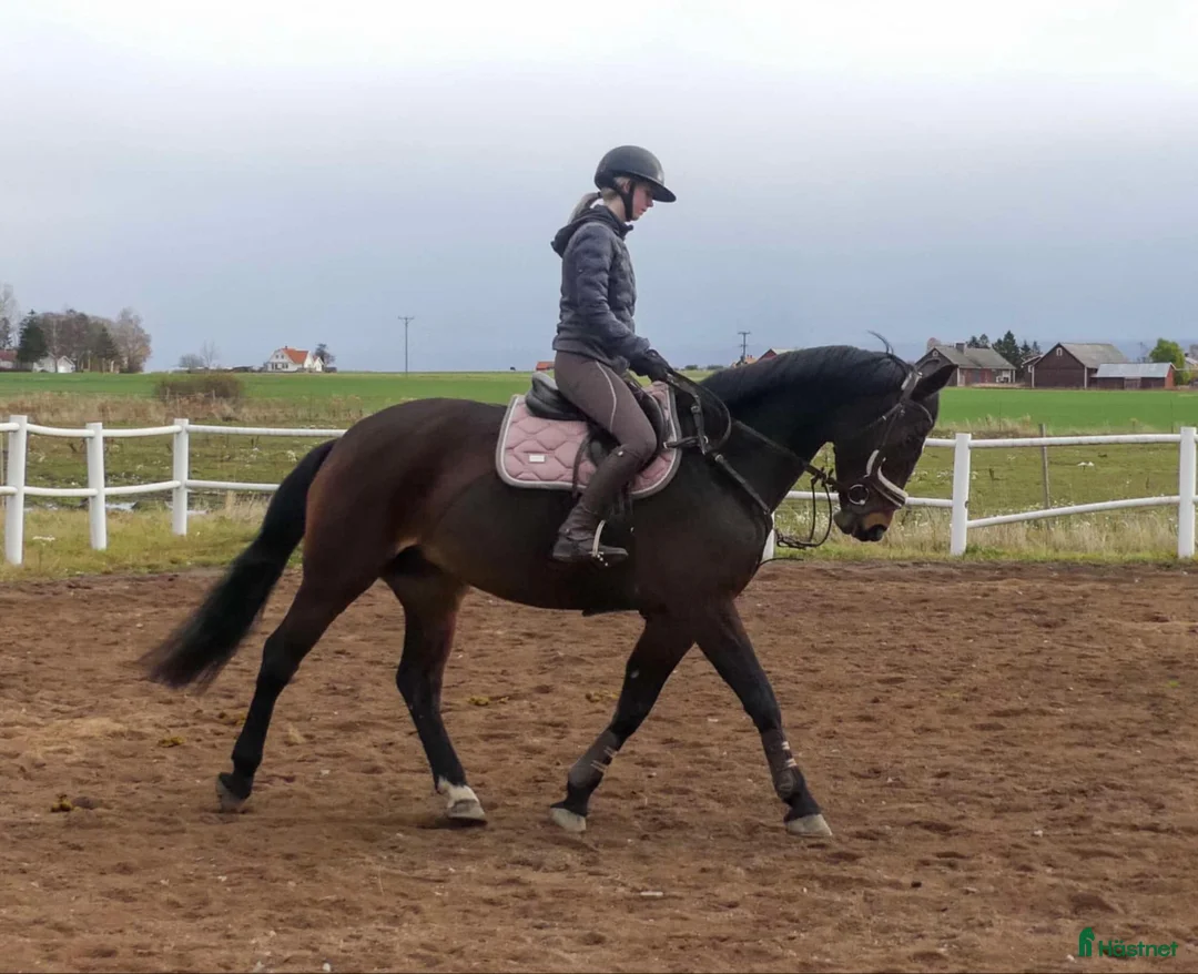 Avelshästar hästar till salu: Avelssto/Sällskap/Promenad häst - Annons 2