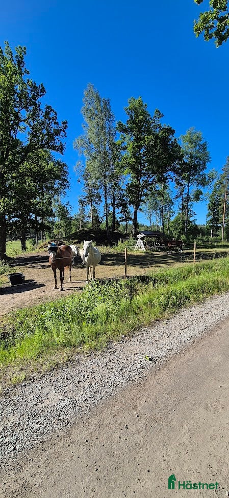  stallplats finnes: Stallplats i Tullinge för lättfödd ponny/häst - Annons 6