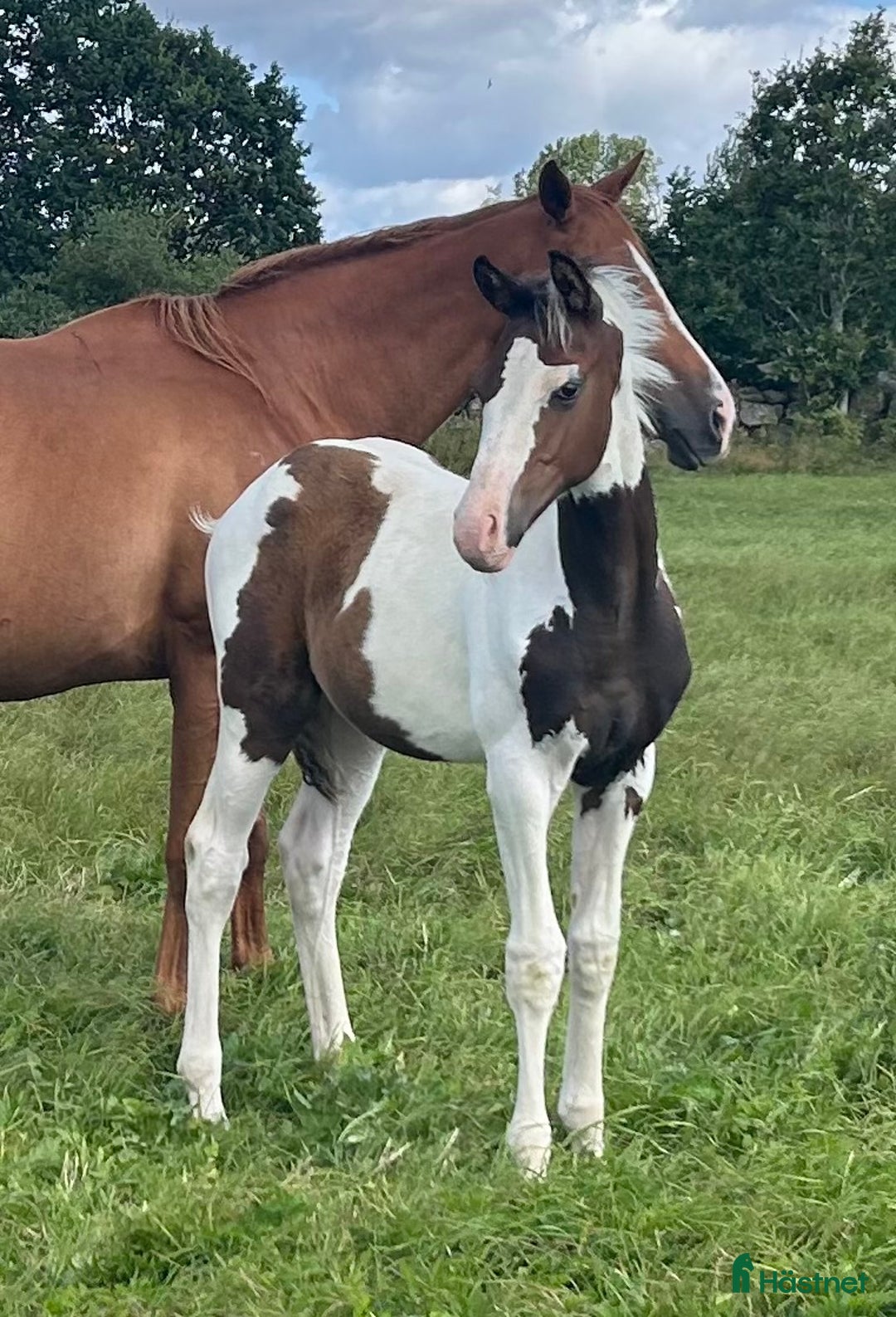 Allround hästar till salu: Skäckföl med härlig utstrålning  i Hörby - Annons 1